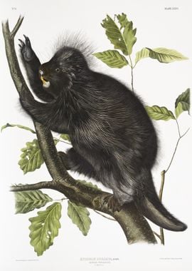 Canada Porcupine Nystrix D