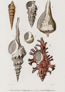 Different Types Of Mollusk