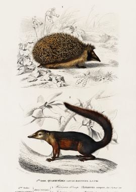 European Hedgehog Erinaceu