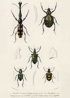 Different Types Of Insects