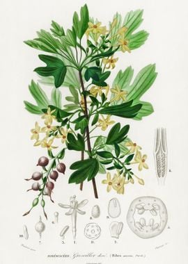 Ribes Aureum Illustrated B