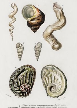 Different Types Of Mollusk