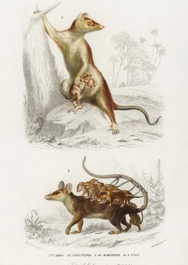 Opossum Didelphis And Opos