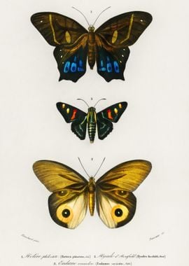 Different Types Of Butterf