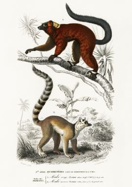 Lemur Illustrated By Charl