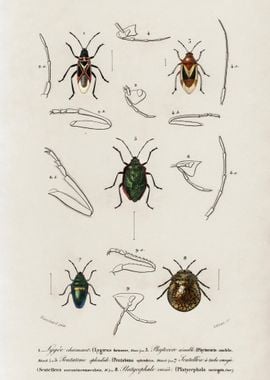 Different Types Of Insects