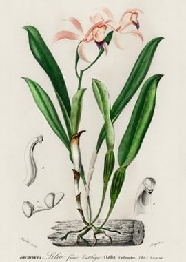 Lelia Cattleioides Illustr