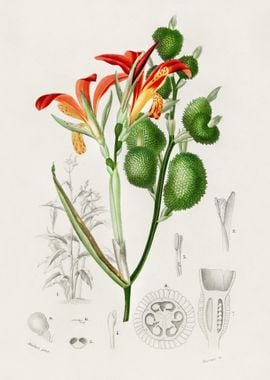 Anna Speciosa Illustrated