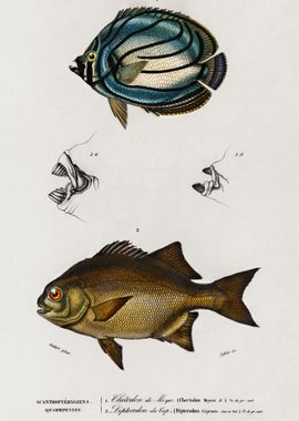 Different Types Of Fishes