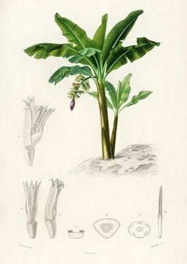 Musa Chinensis Illustrated