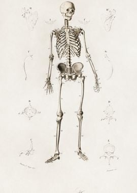 Vintage Human Anatomy