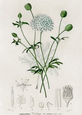 Didiscus Caeruleus Illustr