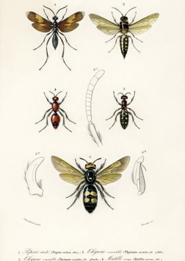 Different Types Of Insects