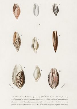 Different Types Of Mollusk