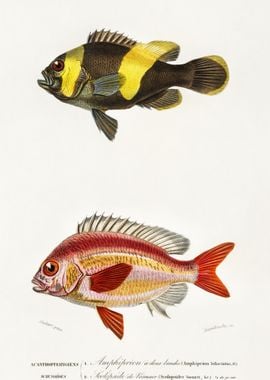 Different Types Of Fishes