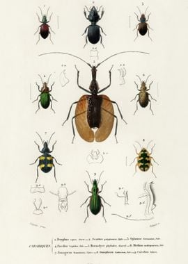 Different Types Of Beetles