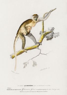 Cercopithecus Griseus Guen