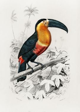 Toucan Bird