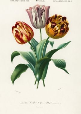 Didier39S Tulip Tulipa Ges