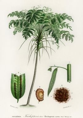 Trichipteris Excelsa Illus