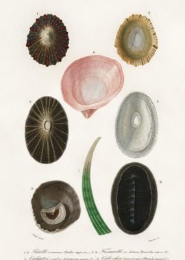 Different Types Of Mollusk