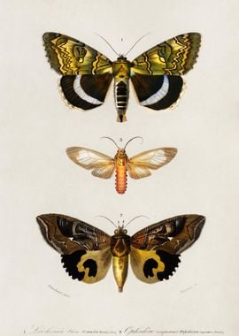 Different Types Of Moths I