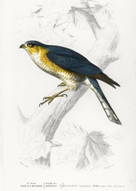 Eurasian Sparrowhawk Accip