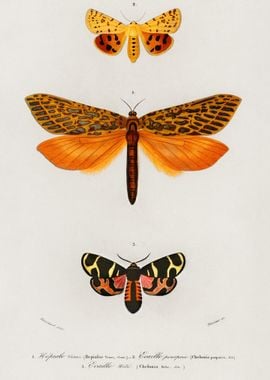 Different Types Of Moths I