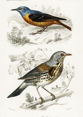 Different Types Of Birds I