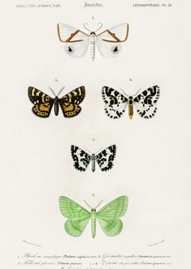 Collection Of Moths Illust