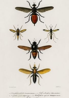 Different Types Of Insects