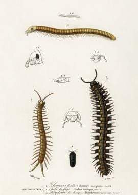 Different Types Of Millipe