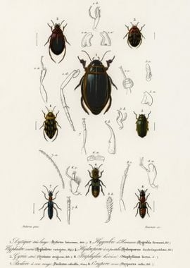 Different Types Of Beetles