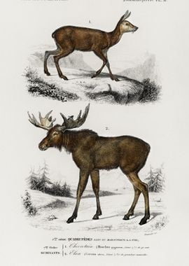 Alces Alces And Moschus Il