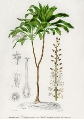 Dracaena Brasiliensis Illu