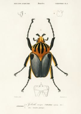 Goliathus Cacicus Illustra