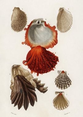 Different Types Of Mollusk