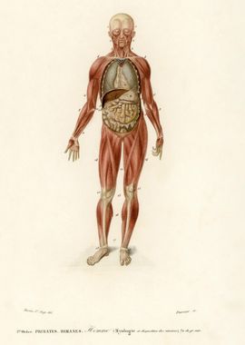 Myology And Disposition Of