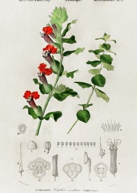 Cuphea Miniata Illustrated