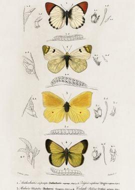 Different Types Of Butterf