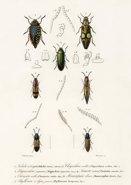 Different Types Of Beetles