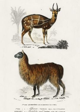 Alpaca Vicugna Pacos And A