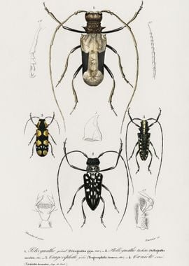 Different Types Of Beetles