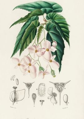 Begonia Begonia Incarnata