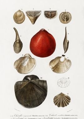 Different Types Of Mollusk