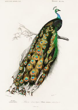 Indian Peafowl Bird