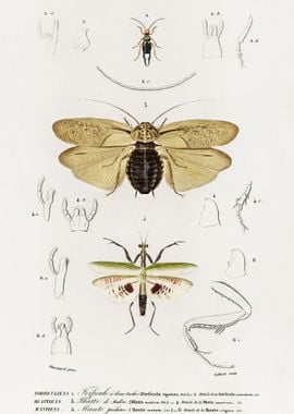 Different Types Of Insects