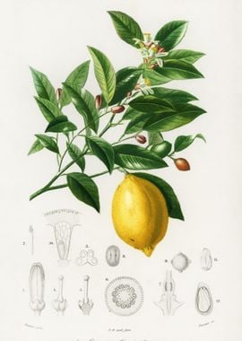 Lemon Citrus Limonium Illu