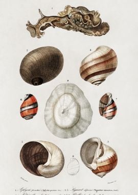 Different Types Of Mollusk