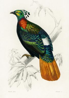 Himalayan Monal Lophophoru